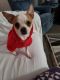 Chihuahua Puppies for sale in Sevierville, TN 37862, USA. price: $500