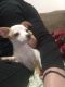 Chihuahua Puppies for sale in Redding, CA, USA. price: $100