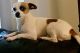 Chihuahua Puppies for sale in Las Vegas, NV, USA. price: $200