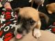 Chihuahua Puppies for sale in Gulfport, FL 33707, USA. price: $160