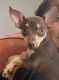 Chihuahua Puppies for sale in Kissimmee, FL, USA. price: $300
