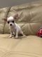Chihuahua Puppies for sale in Tampa, FL, USA. price: $1,000