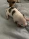 Chihuahua Puppies for sale in Bayville, Berkeley Township, NJ 08721, USA. price: NA