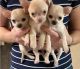 Chihuahua Puppies for sale in Daytona Beach, FL, USA. price: $700