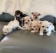 Chihuahua Puppies for sale in Daytona Beach, FL, USA. price: $700
