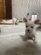 Chihuahua Puppies for sale in Seminole, TX 79360, USA. price: NA