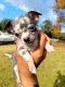 Chihuahua Puppies for sale in Lilburn, GA 30047, USA. price: $2,800