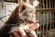 Chihuahua Puppies for sale in San Jose, CA, USA. price: $3,450
