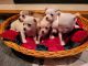 Chihuahua Puppies for sale in Prior Lake, MN, USA. price: NA