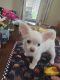 Chihuahua Puppies for sale in Conroe, TX, USA. price: NA