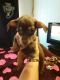 Chihuahua Puppies for sale in Toppenish, WA 98948, USA. price: $200