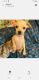 Chihuahua Puppies for sale in Winter Haven, FL, USA. price: $250