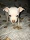 Chihuahua Puppies for sale in Alief, Houston, TX, USA. price: $60