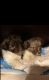 Chihuahua Puppies for sale in Tulare, CA 93274, USA. price: $15,000