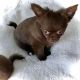 Chihuahua Puppies for sale in Cascade, MT 59421, USA. price: NA