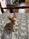 Chihuahua Puppies for sale in New Britain, CT, USA. price: $800
