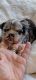 Chihuahua Puppies for sale in New Boston, NH 03070, USA. price: NA