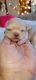 Chihuahua Puppies for sale in New Boston, NH 03070, USA. price: $2,750