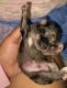 Chihuahua Puppies for sale in Providence, RI, USA. price: NA