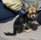 Chihuahua Puppies for sale in Brooklyn, NY, USA. price: $1,500