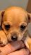Chihuahua Puppies for sale in Phoenix, AZ 85015, USA. price: $250