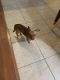 Chihuahua Puppies for sale in Houston, TX, USA. price: $1,001