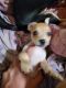 Chihuahua Puppies for sale in Pensacola, FL 32506, USA. price: NA