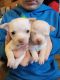 Chihuahua Puppies for sale in Amity, PA 15311, USA. price: $2,000