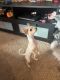 Chihuahua Puppies for sale in Davenport, FL, USA. price: $600
