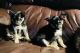 Chihuahua Puppies for sale in Sparta, NC 28675, USA. price: $1,000