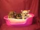 Chihuahua Puppies for sale in 4553 Philippine, Netherlands. price: NA