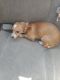 Chihuahua Puppies for sale in Vine St, Cincinnati, OH, USA. price: $300