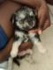 Chihuahua Puppies for sale in Oakland Park, FL 33311, USA. price: $250