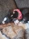 Chihuahua Puppies for sale in Morristown, TN, USA. price: NA