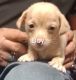 Chihuahua Puppies for sale in Pelion, SC 29123, USA. price: $300