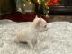 Chihuahua Puppies for sale in Dallas, TX, USA. price: $550