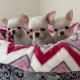 Chihuahua Puppies for sale in Carlsbad, CA, USA. price: NA