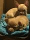 Chihuahua Puppies for sale in West Allis, WI, USA. price: $650