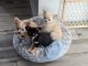 Chihuahua Puppies for sale in Orlando, FL, USA. price: $2,500