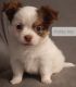 Chihuahua Puppies for sale in Oakland County, MI, USA. price: NA