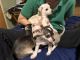 Chihuahua Puppies for sale in North Branch, MN 55056, USA. price: NA