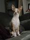 Chihuahua Puppies for sale in Waterford, CT, USA. price: $500