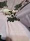Chihuahua Puppies for sale in Tucson, AZ, USA. price: $550