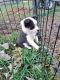 Chihuahua Puppies for sale in Hamilton, IN 46742, USA. price: NA