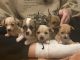 Chihuahua Puppies for sale in Dayton, OH, USA. price: $600