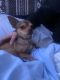 Chihuahua Puppies for sale in Selma, NC 27576, USA. price: NA