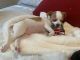 Chihuahua Puppies for sale in Raleigh, NC, USA. price: $500