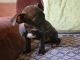 Chihuahua Puppies for sale in Spring Valley, CA, USA. price: $180