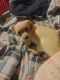 Chihuahua Puppies for sale in Bakersfield, CA, USA. price: $200