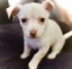 Chihuahua Puppies for sale in E Lansing Way, Fresno, CA, USA. price: NA
